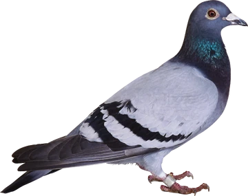 Pigeon
